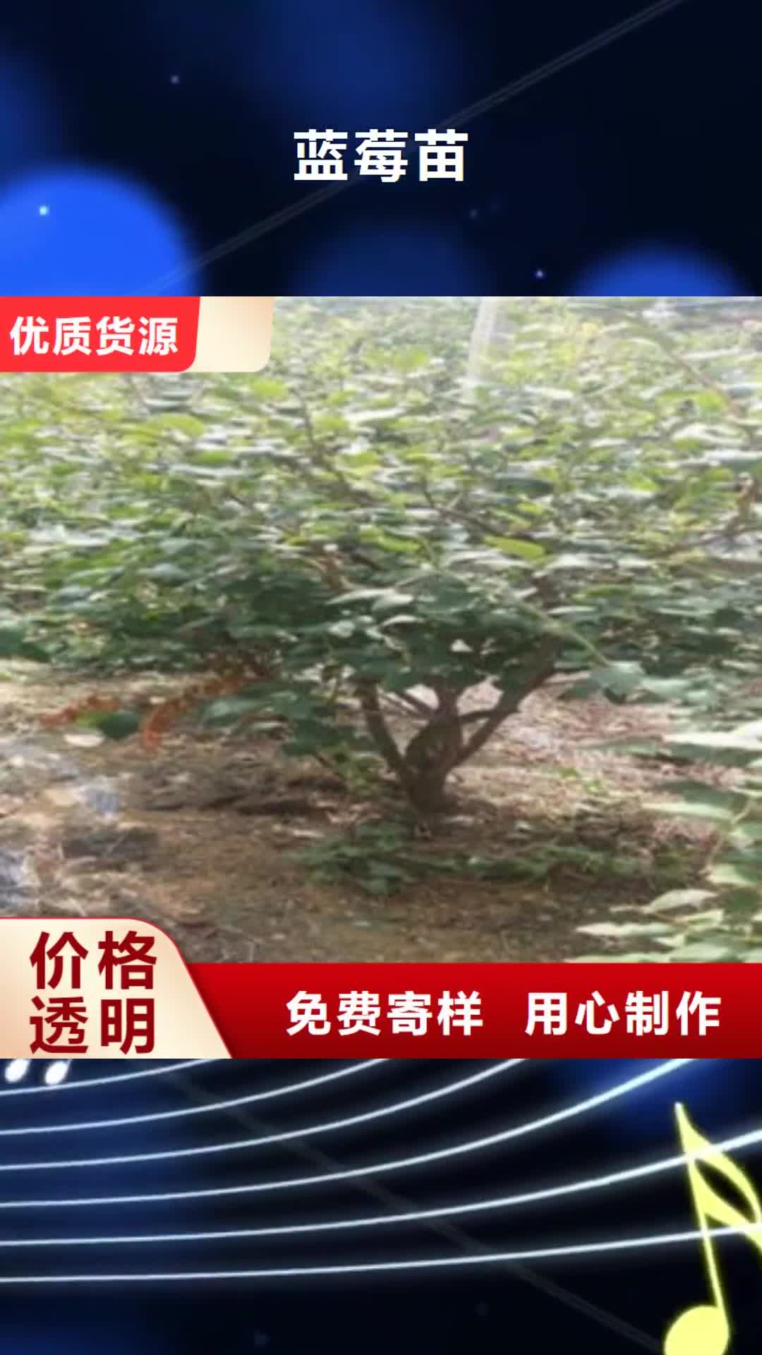 甘孜 蓝莓苗 【桃树苗】源头直供