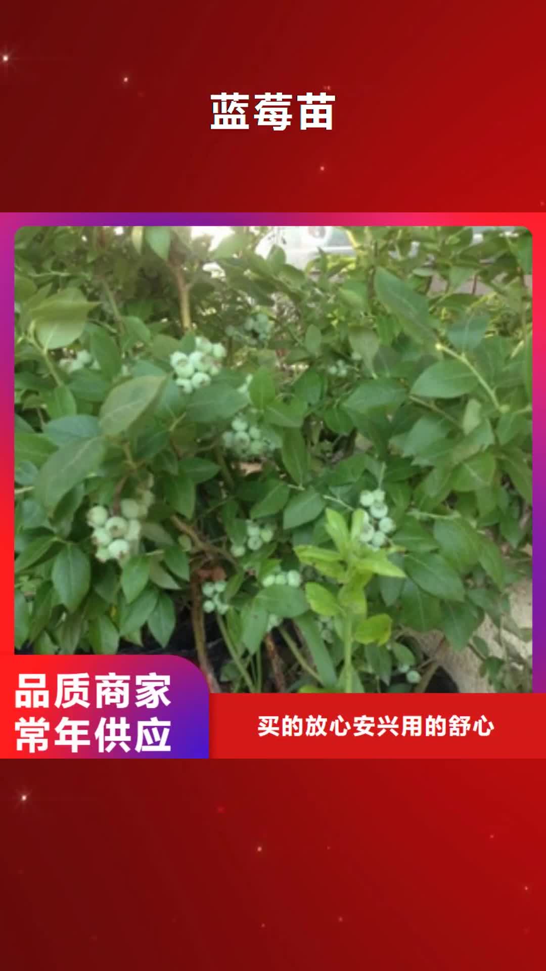 红河【蓝莓苗】,绿化树 绿化工程支持非标定制