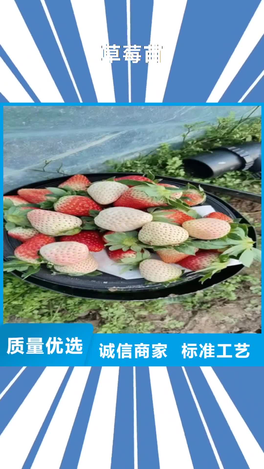 宜昌【草莓苗】梨树苗多年经验值得信赖