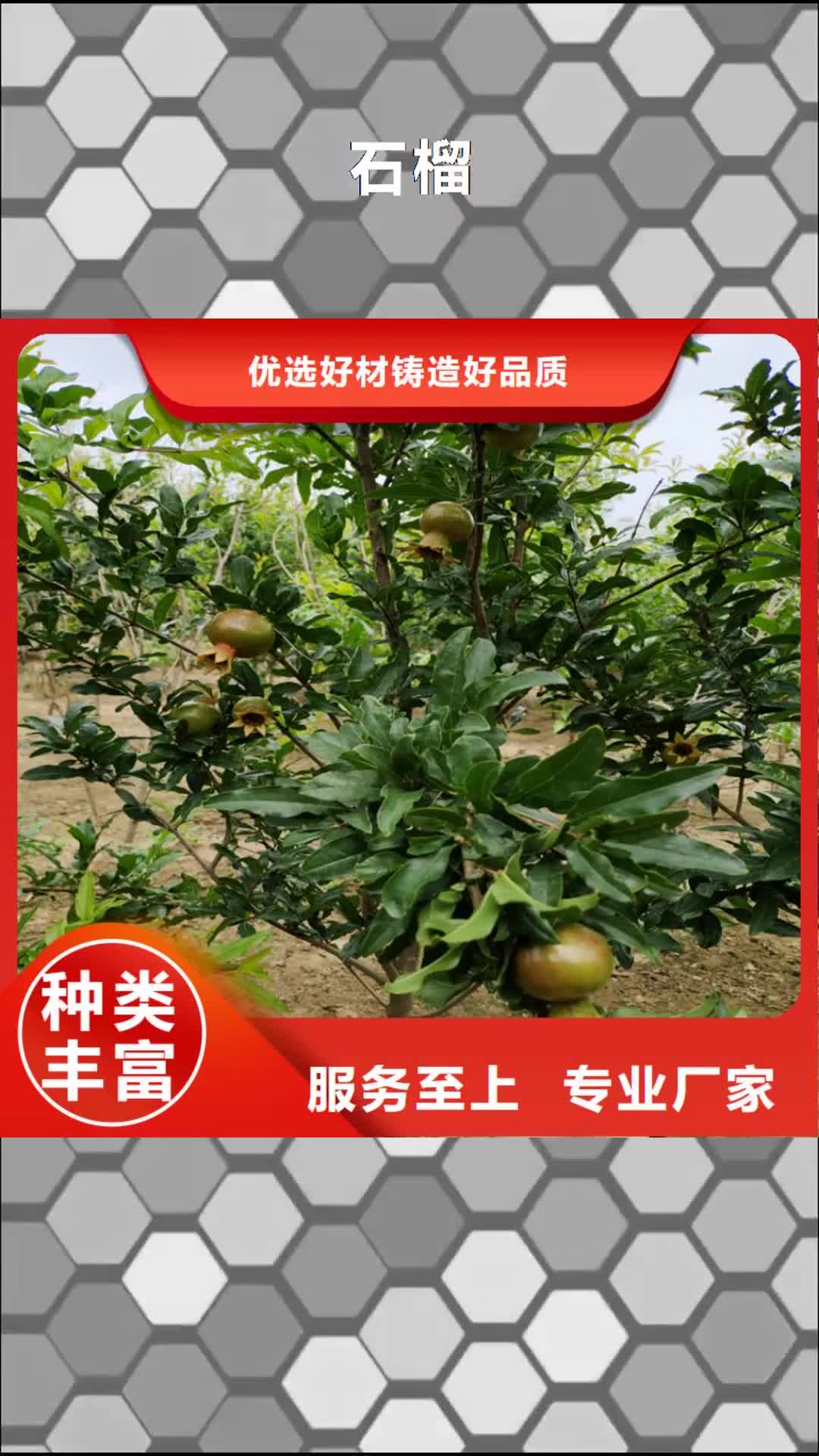 【巴中 石榴_石榴树主推产品】