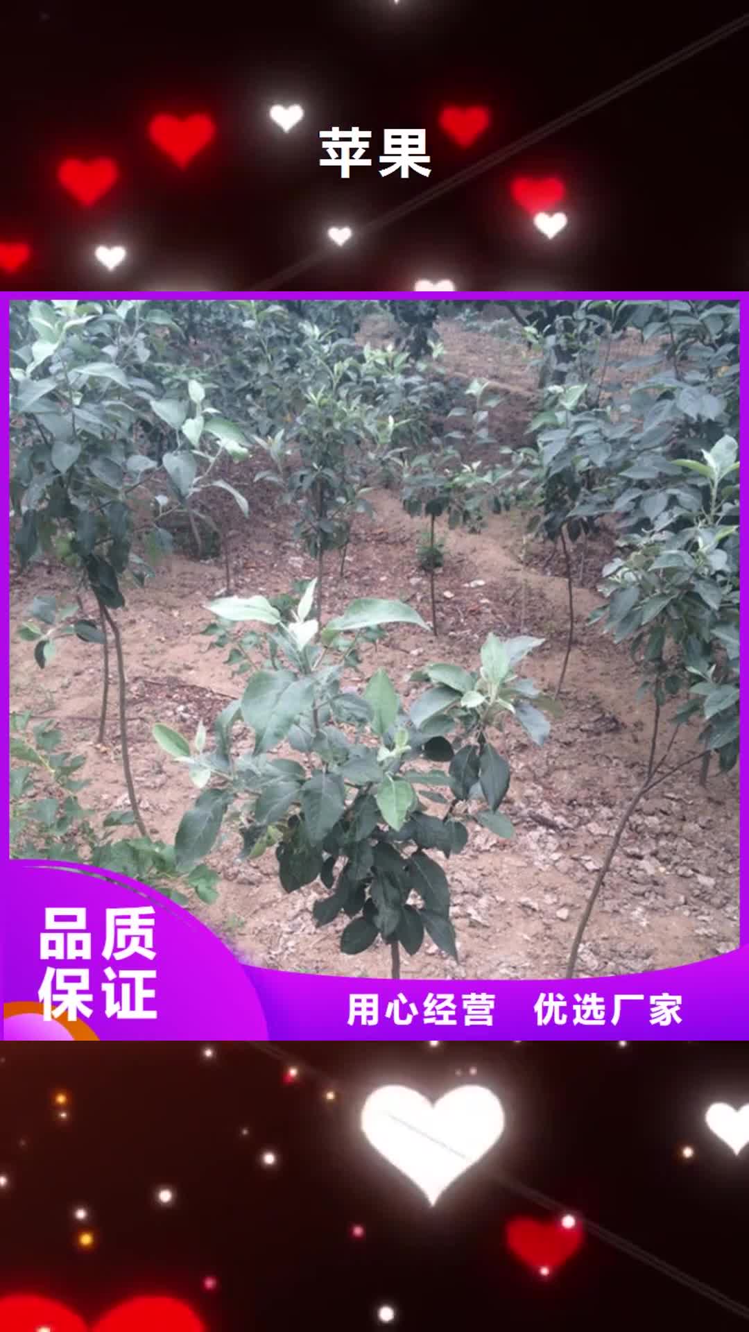 【长春 苹果 石榴苗真材实料加工定制】