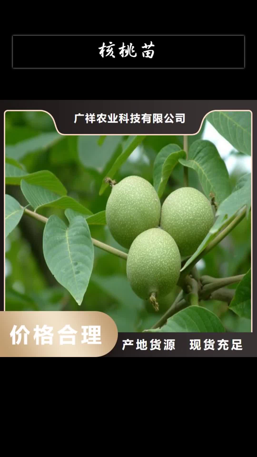 【凉山 核桃苗 梨树苗基地多行业适用】